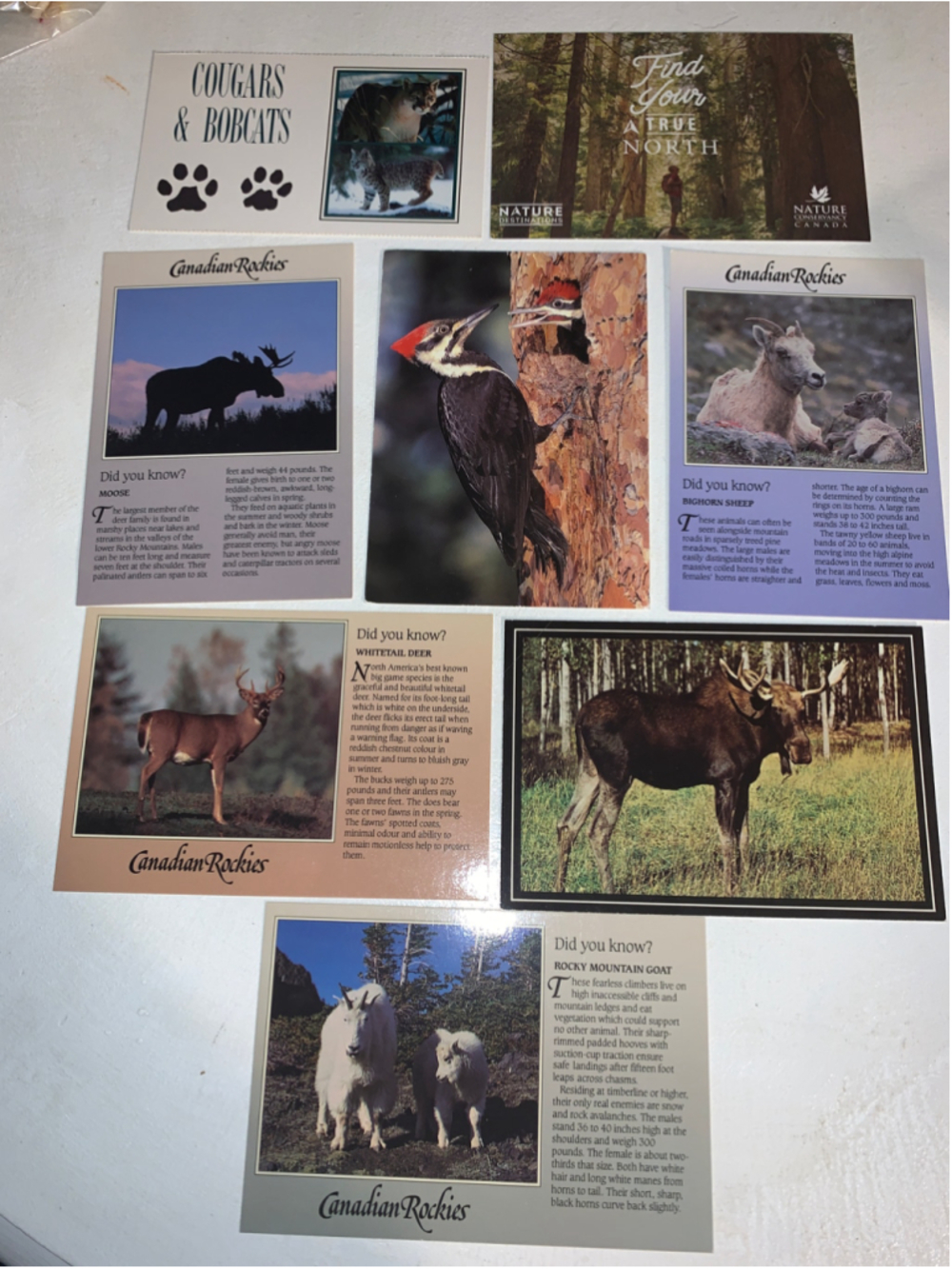 Set of 8 Canadian Rockies Wildlife Postcards One Size Multicolor